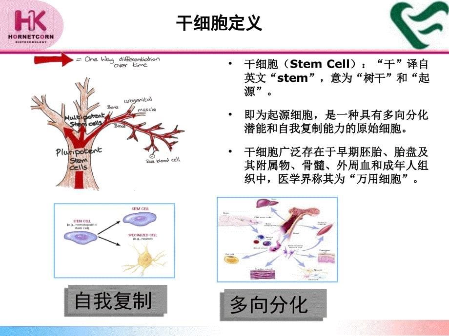 干细胞技术与临床应用合一康课件_第5页