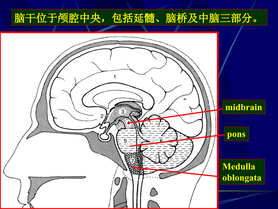 临床医学专业JXN解剖专业U脑干1ppt课件_第3页