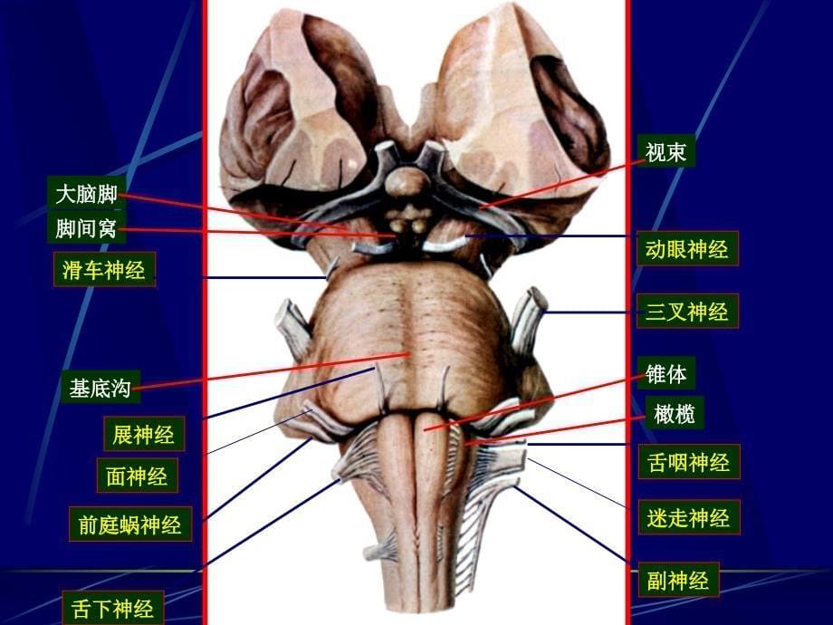 临床医学专业JXN解剖专业U脑干1ppt课件_第5页