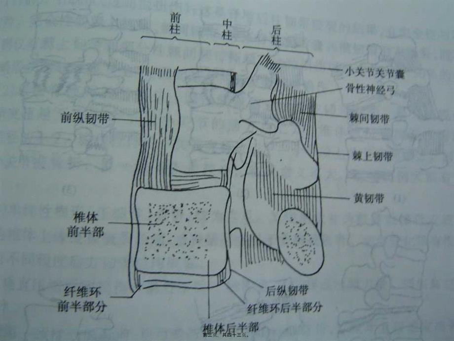 医学专题—脊柱和骨盆骨折-(PPTminimizer)14279_第3页