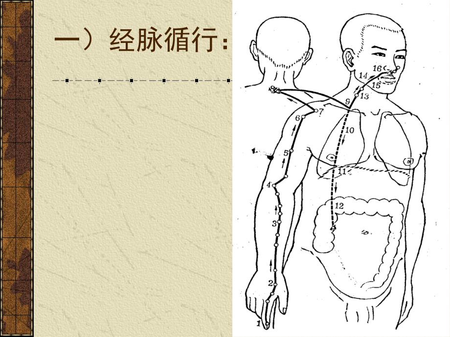 手阳明大肠经教学PPT课件_第3页