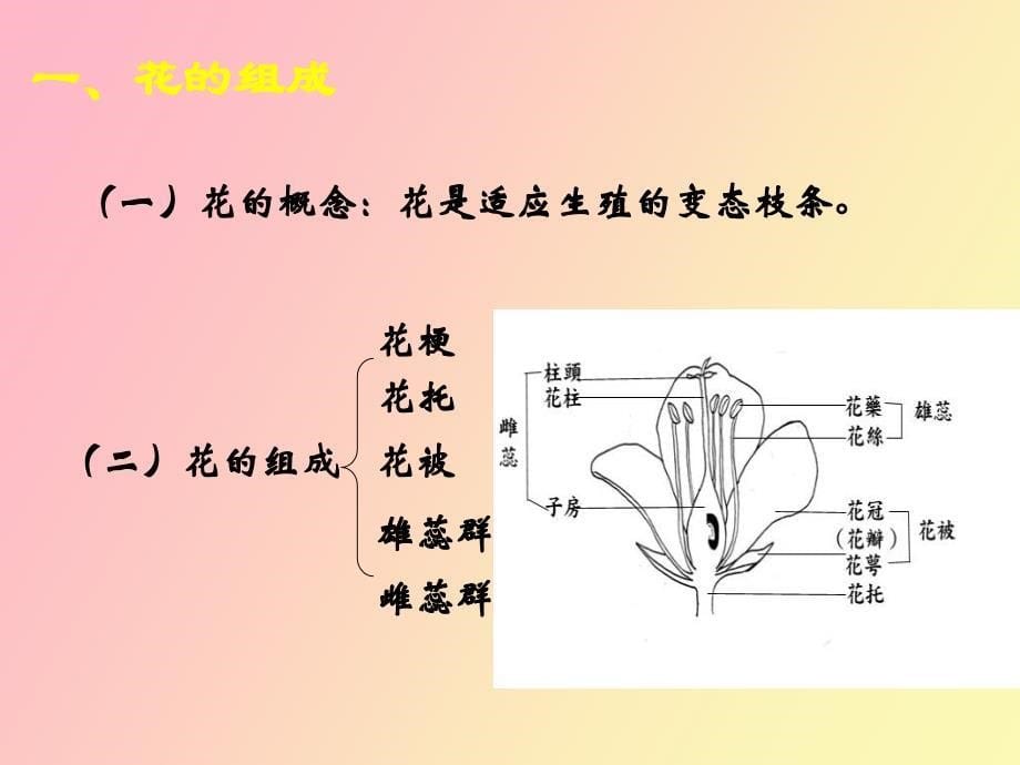 植物生殖器官_第5页