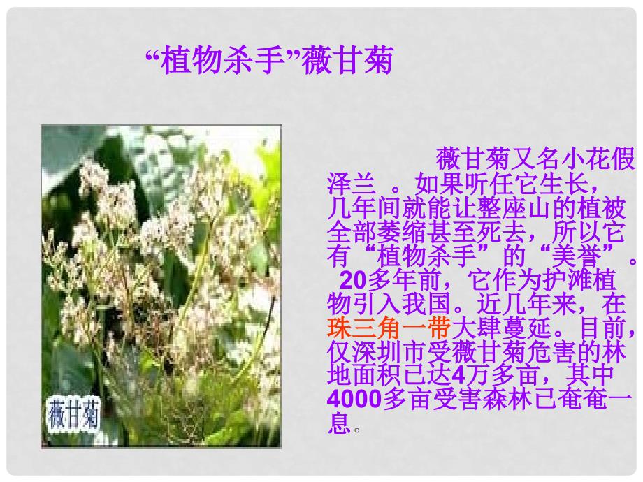 广东省肇庆市高要区金利镇朝阳实验学校八年级语文上册 第19课《生物入侵者》课件 （新版）新人教版_第4页