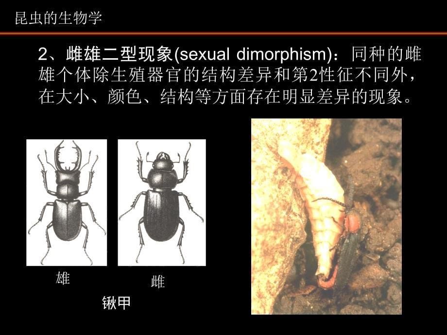 ch02昆虫学的生物学.ppt课件_第5页