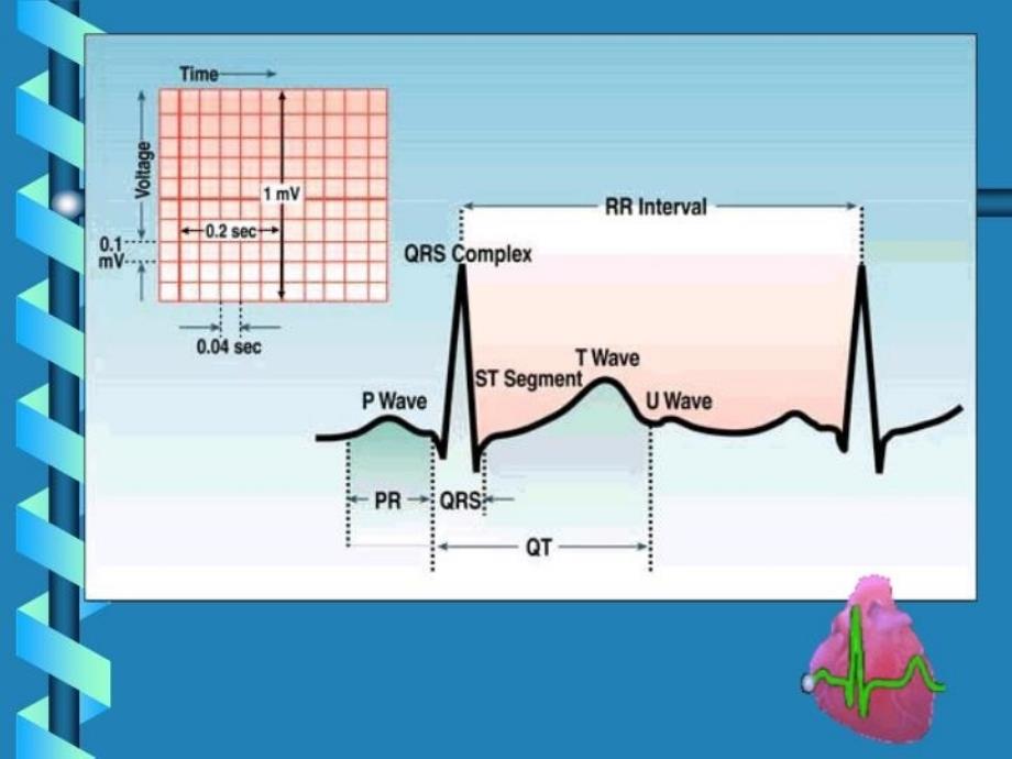 最新心电图分析PPT课件_第3页