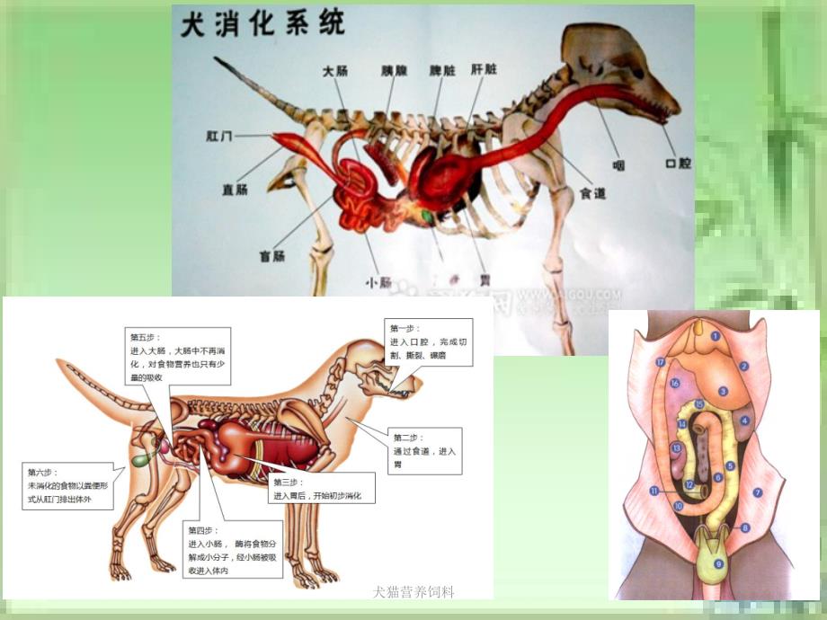 犬猫营养饲料课件_第4页