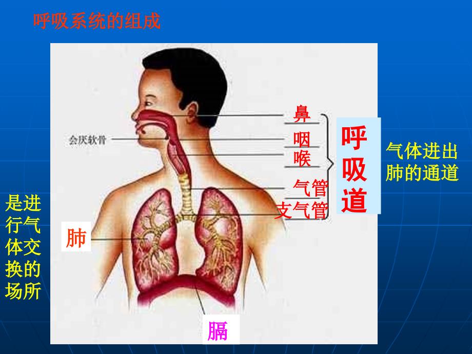 31[呼吸道对空气的处理]课件_第4页