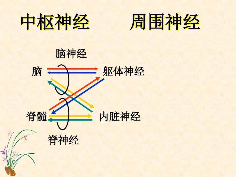 神经丛的幻灯片_第2页