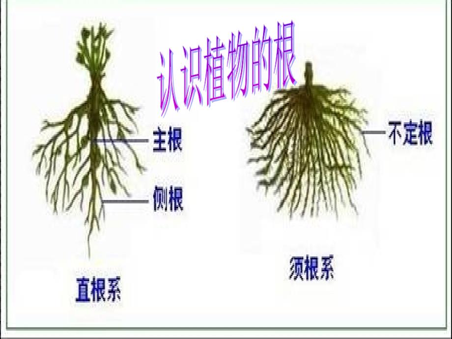 多种多样的植物_第4页