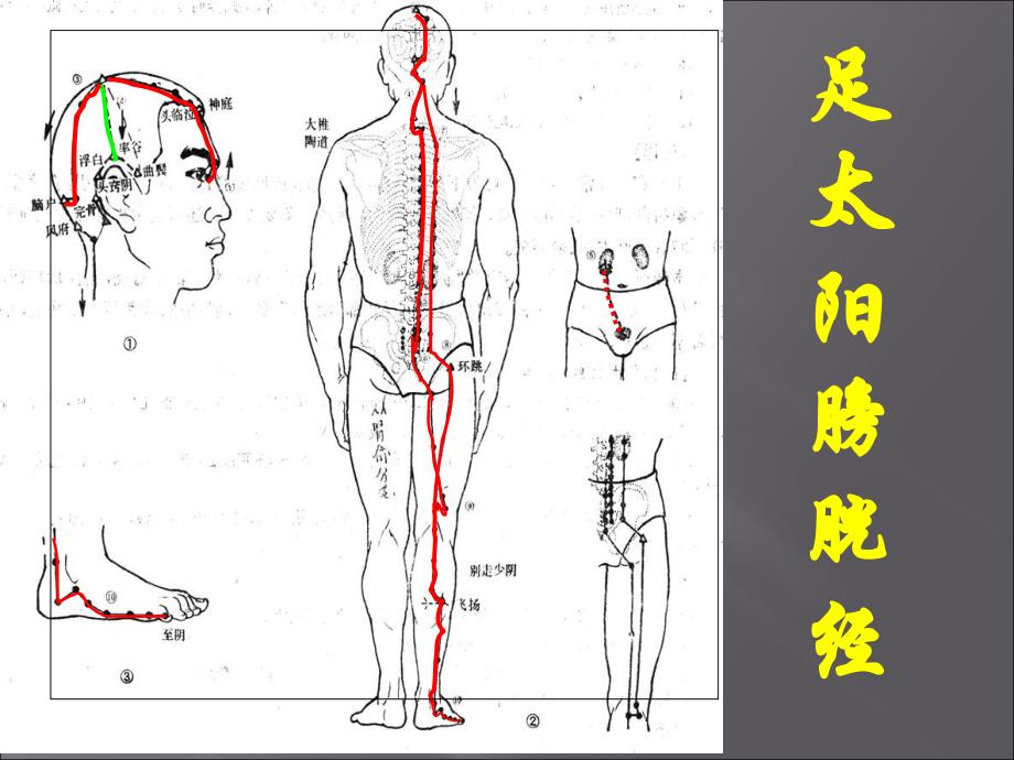 淮阴卫校足太阳膀胱经全部67穴位课件_第4页