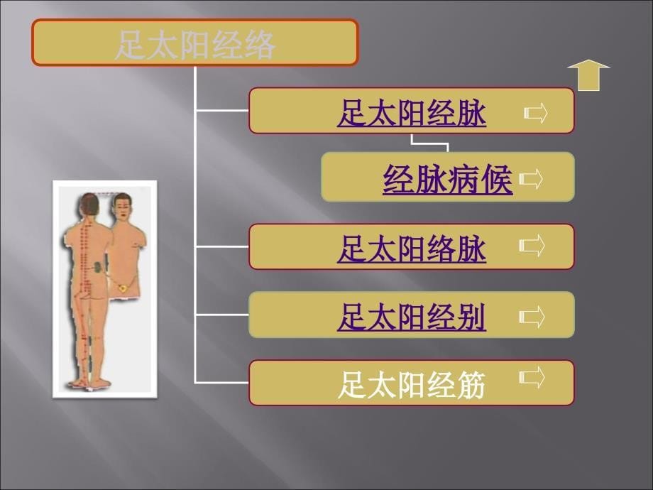 淮阴卫校足太阳膀胱经全部67穴位课件_第5页