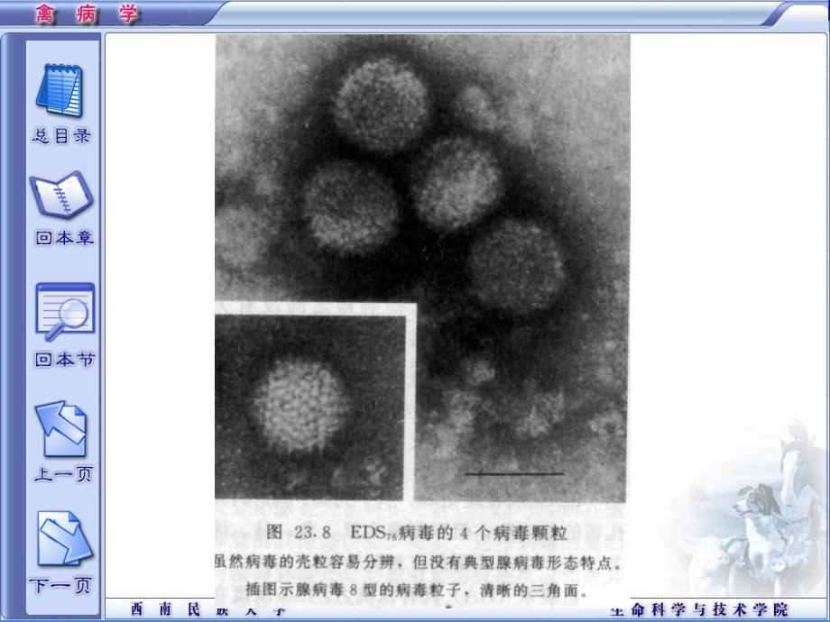 鸡产蛋下降综合症PPT课件_第4页