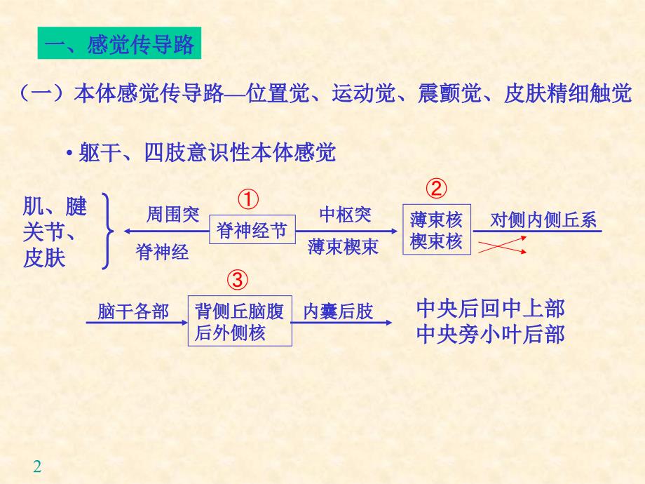 神经系统传导通路PPT课件_第2页