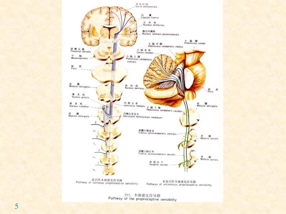 神经系统传导通路PPT课件_第5页