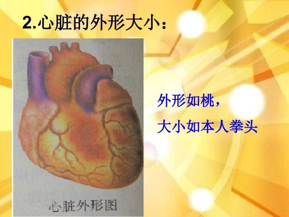 输送血液的泵-心脏.ppt_第5页