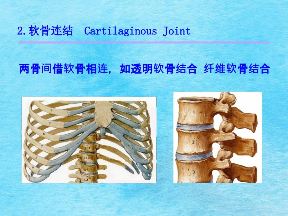 关节总论躯干骨颅骨连结ppt课件_第4页