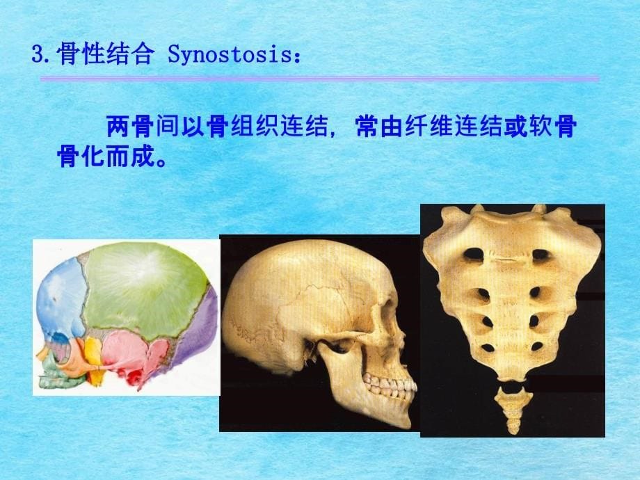 关节总论躯干骨颅骨连结ppt课件_第5页