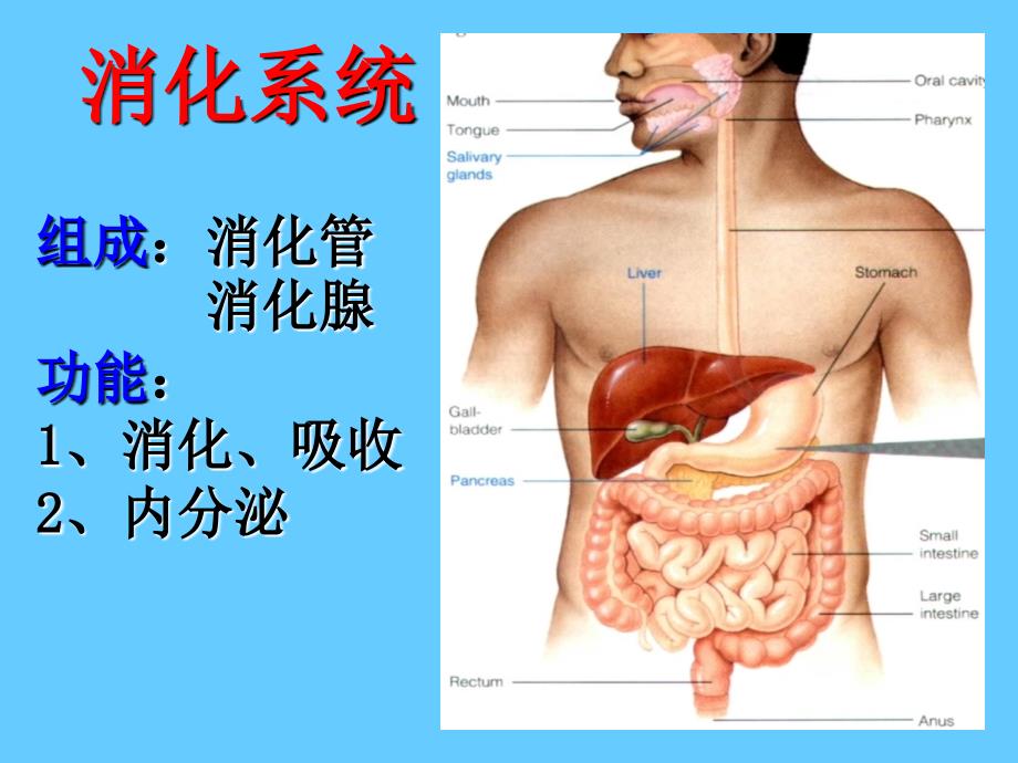 组胚课件消化管PPT_第2页