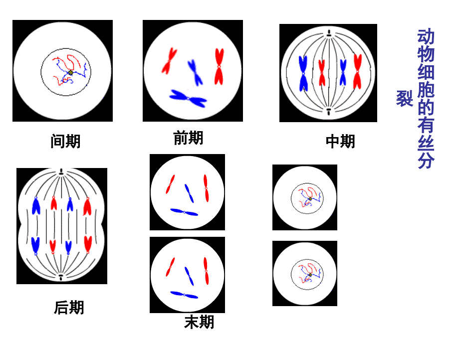 有丝分裂与减数分裂的比较_第4页