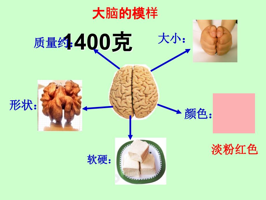 《大脑》PPT课件讲课教案_第3页