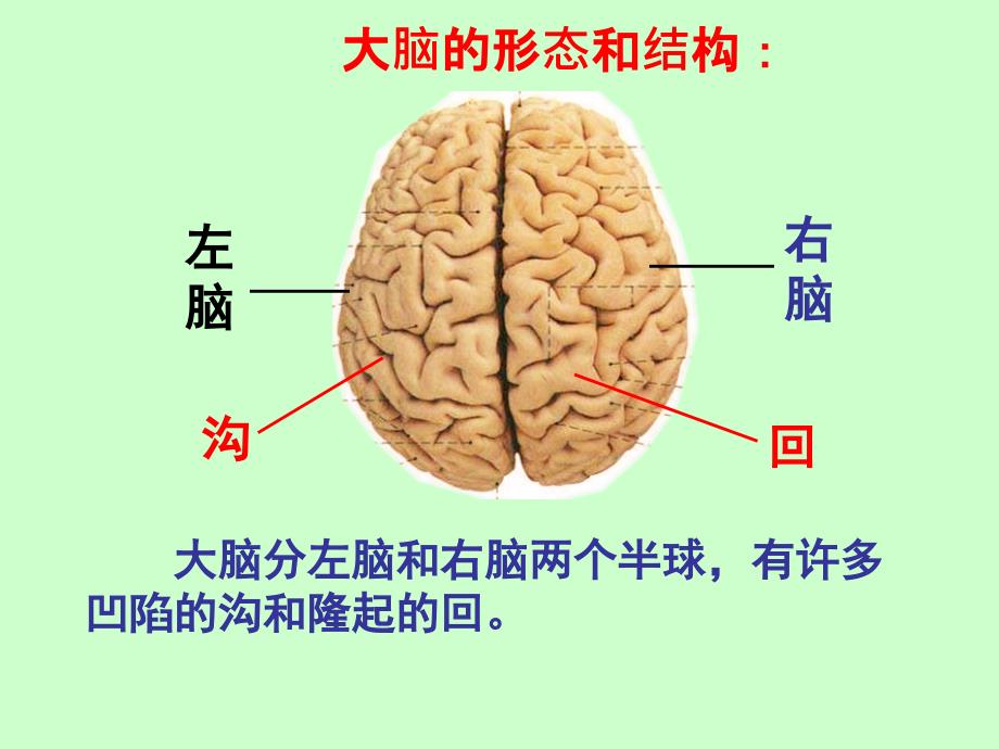 《大脑》PPT课件讲课教案_第4页