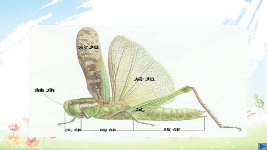 新人教版八年级生物下册昆虫的生殖和发育-精选ppt课件_第3页