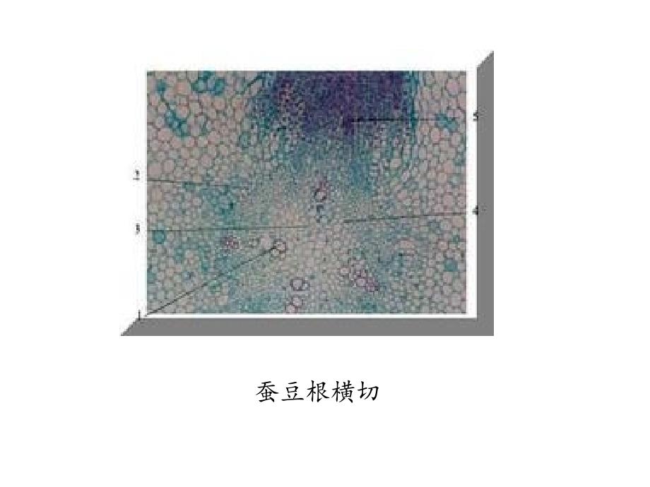 植物实验切片观察_第1页