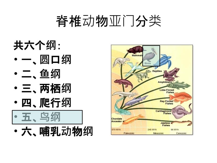 脊椎动物学7鸟纲_第2页