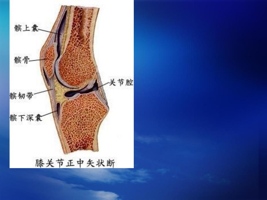 膝关节MRI检查ppt参考课件_第2页