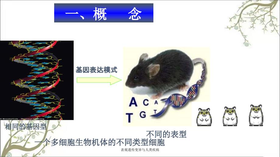 表观遗传变异与人类疾病课件_第3页