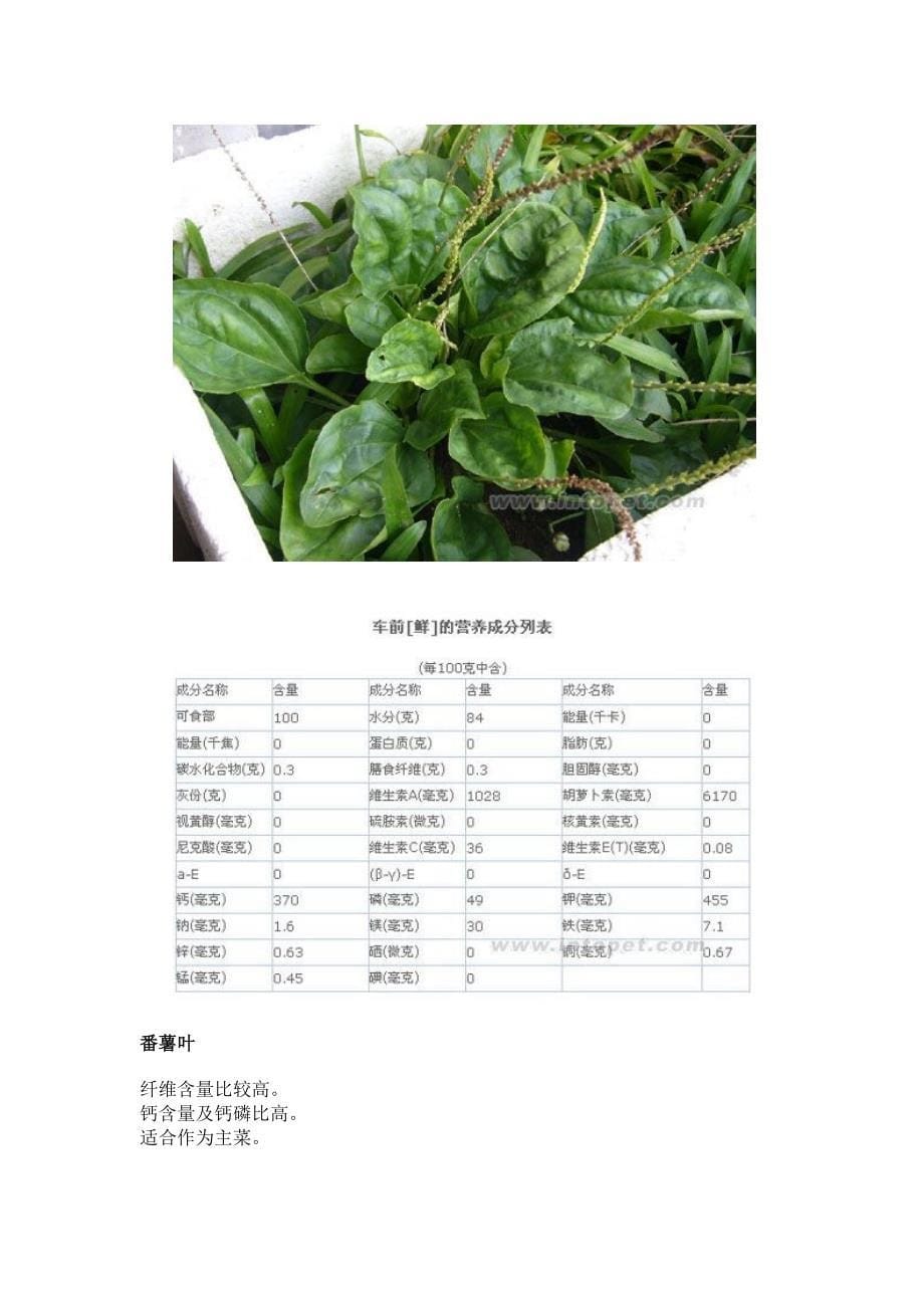 常见陆龟食用植物图谱+成分列表.doc_第5页