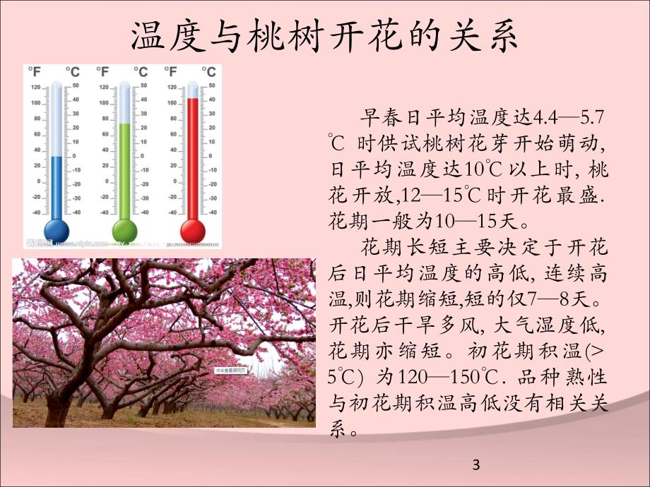 温度对桃树开花的影响ppt课件_第3页