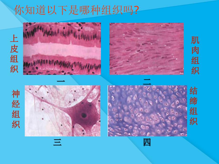 动物体的结构层次PPT课件28人教版优秀课件_第5页