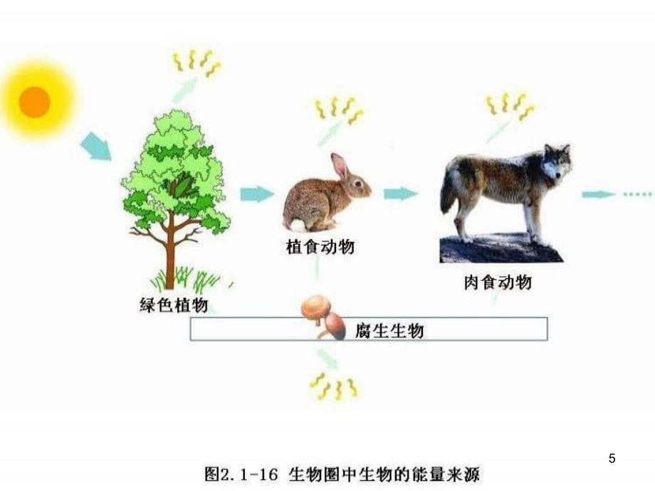 七年级生物上册2.1.5绿色植物在生物圈中的作用课件新版济南版_第5页