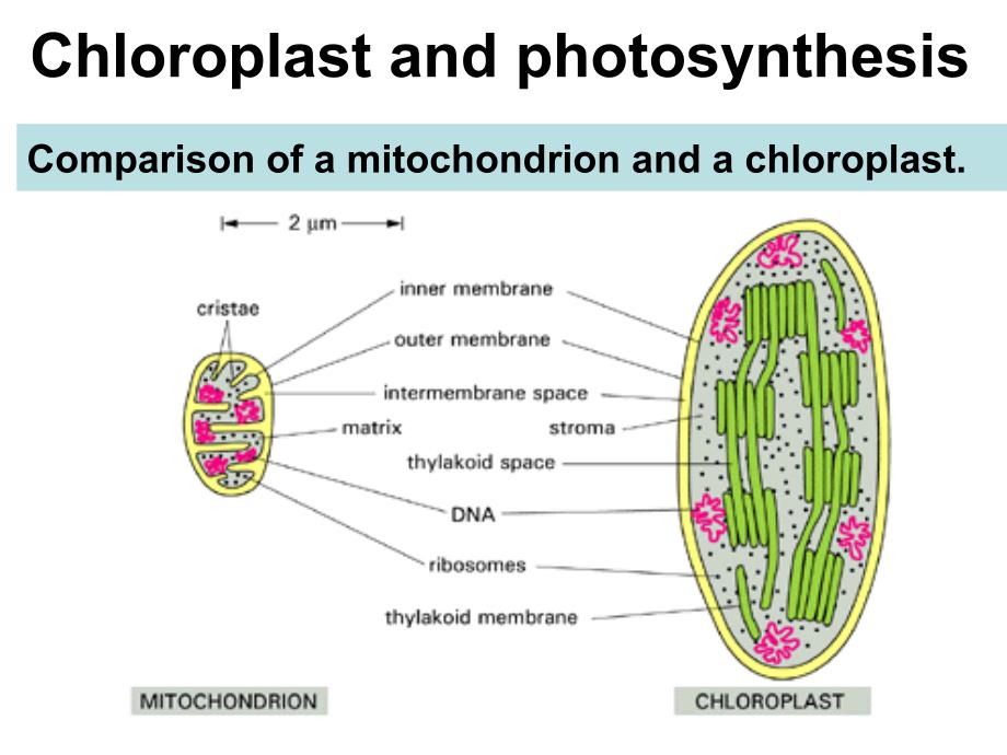 费晓方细胞生物学07chapter5iienergygenerationinmitochondriaandchloroplasts_第1页