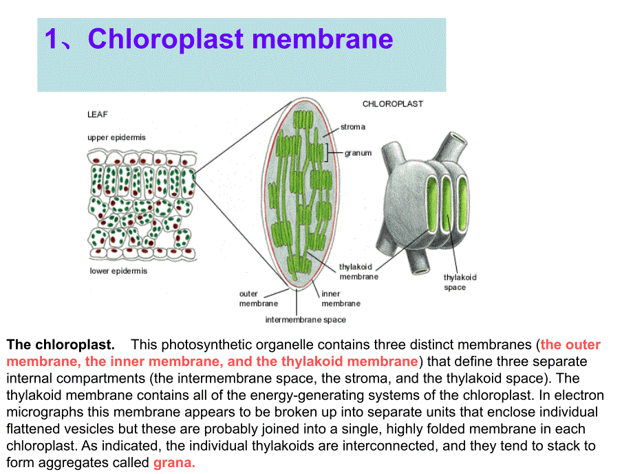 费晓方细胞生物学07chapter5iienergygenerationinmitochondriaandchloroplasts_第2页