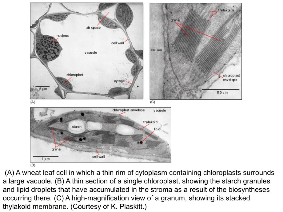 费晓方细胞生物学07chapter5iienergygenerationinmitochondriaandchloroplasts_第3页