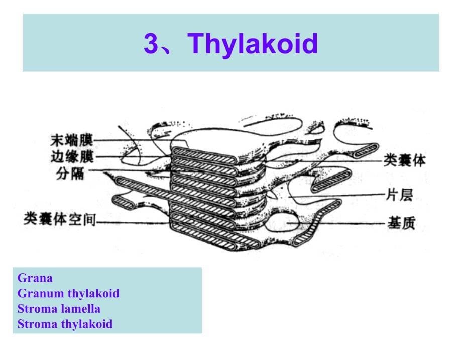 费晓方细胞生物学07chapter5iienergygenerationinmitochondriaandchloroplasts_第5页