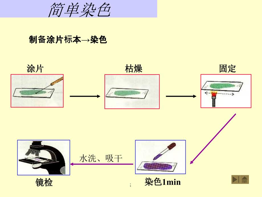 三细菌染色法ppt课件_第3页