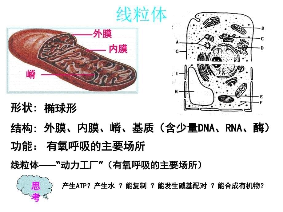 细胞器--系统内的分工与合作_第5页