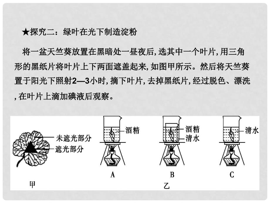 八年级生物上册 3.3.1 光合作用的产物课件 （新版）冀教版_第4页