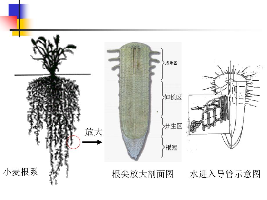 七年级生物绿色植物的新陈代谢课件1新课标人教版要点_第3页