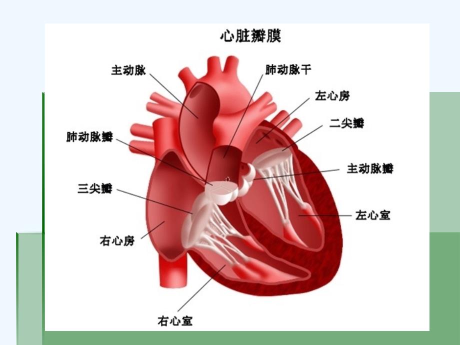 心脏视诊触诊诊断学查体_第4页