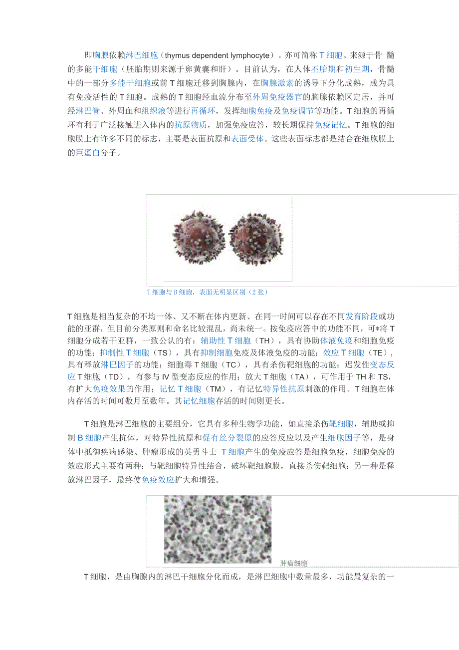 免疫细胞概述_第2页