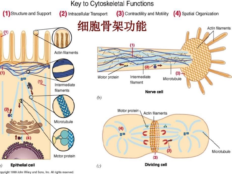 第九章 细胞的骨架体系_第5页