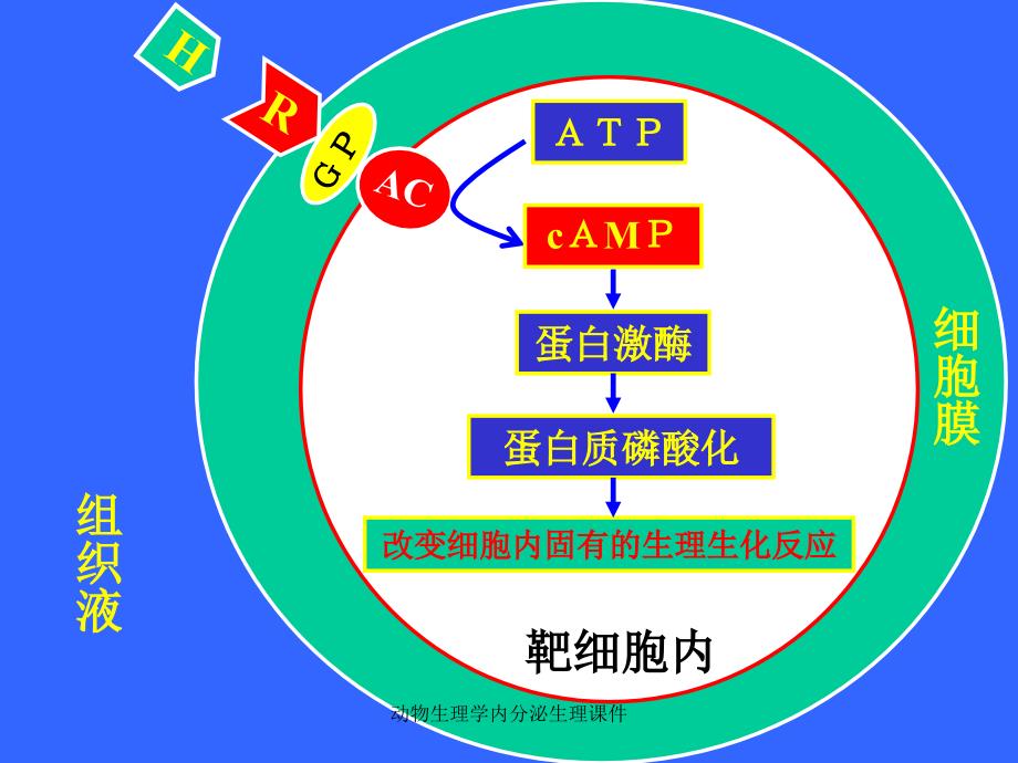 动物生理学内分泌生理课件_第1页