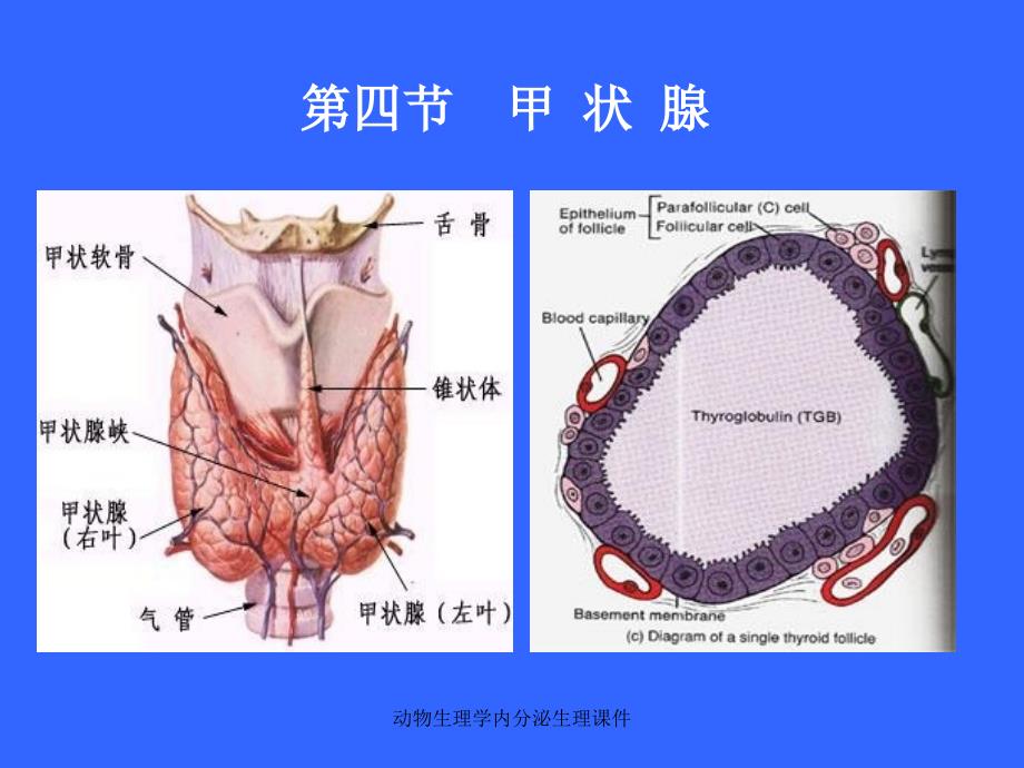 动物生理学内分泌生理课件_第3页