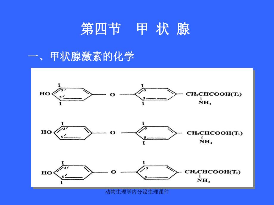 动物生理学内分泌生理课件_第4页