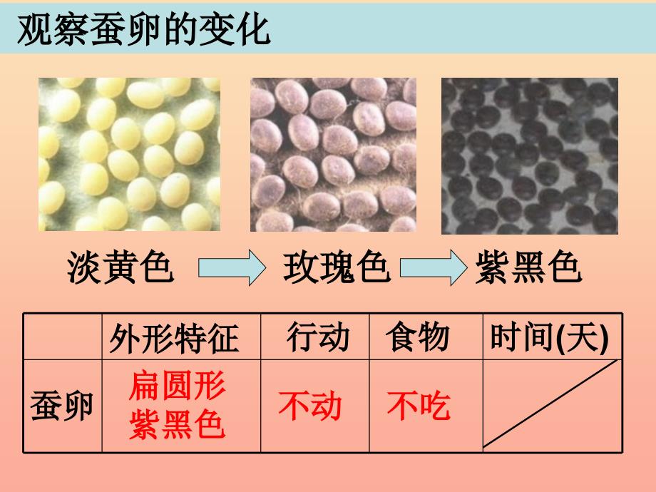 三年级科学下册 动物的生命周期 5 蚕的生命周期课件1 教科版.ppt_第3页