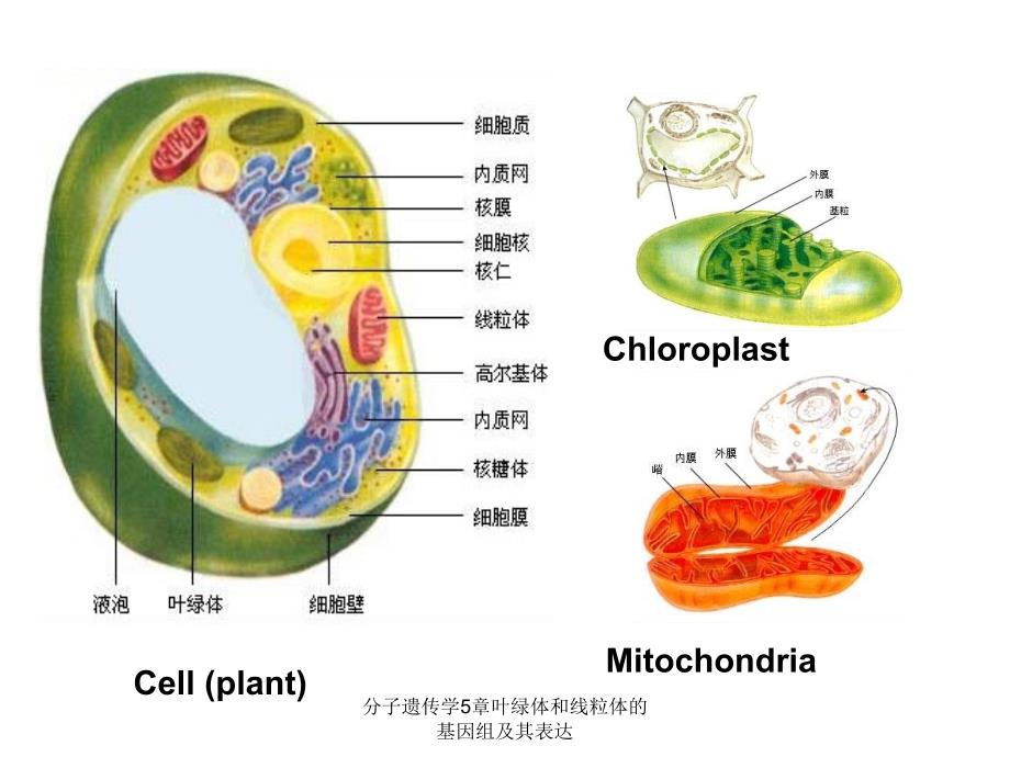 分子遗传学5章叶绿体和线粒体的基因组及其表达课件_第2页